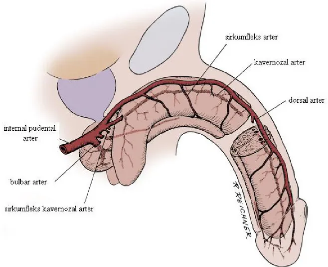 Şekil 2: Penisin arteryel yapısı (Campbell Urology; ninth edition) 