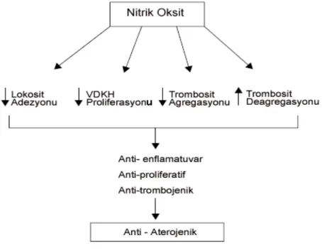 Şekil 6. Nitrik Oksitin Antiaterojenik etkileri 