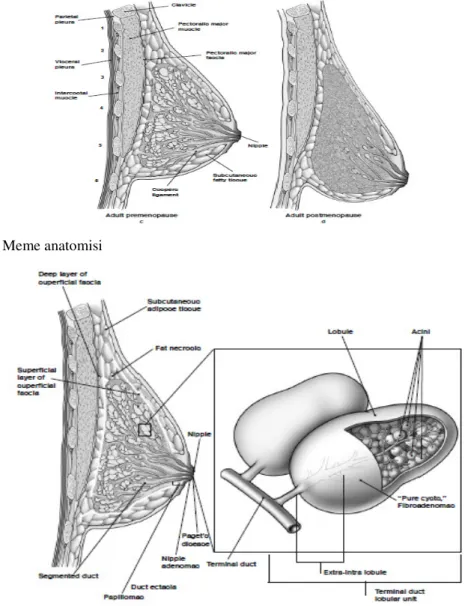 Şekil 1. Meme anatomisi 