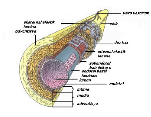 Şekil 1.1. Damarın genel histolojik yapısı.    