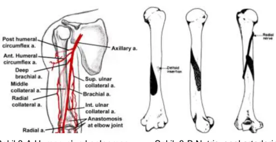 Şekil 3-A Humerus’un kanlanması  Şekil. 3-B Nutrisyonel arterlerin                                                                                                                                                                                              