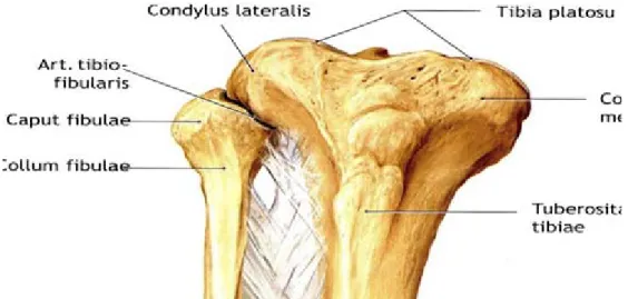 Şekil 6: Tibia proksimalinin önden görünümü 