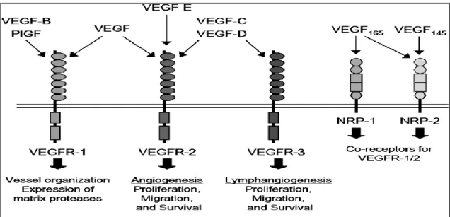 ġekil 5.  VEGF ailesi ligandları ve reseptörleri (39). 
