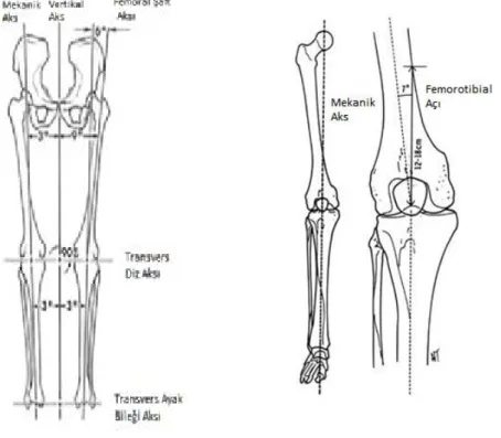 Şekil 12. Alt ekstremite anatomik ve mekanik aksları 