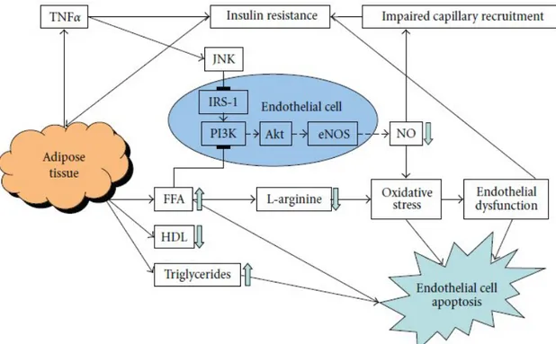 Şekil  3.  Yağ  dokusunun  ve  insülin  direncin  endotelial  disfonksiyona  ve  endotelial  hücre 