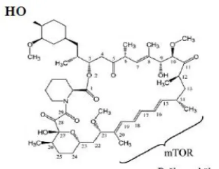 Şekil 4- Sirolimus moleküler yapısı 