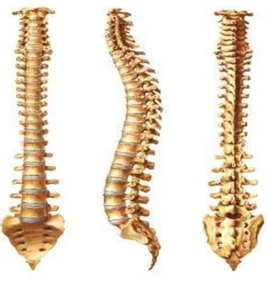 ġekil 1:Vertebral kolon (13) 