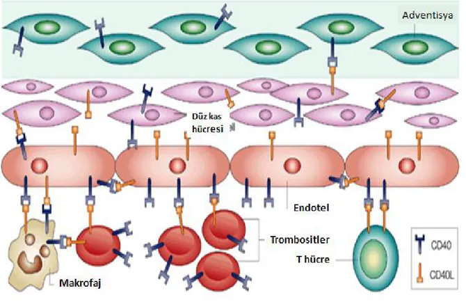 Şekil 8: CD40’in hücreler arası etkileşimlerindeki rolü. (Kaynak: 162 ) 
