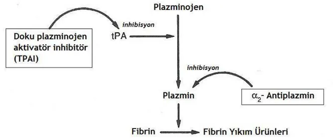 Şekil 2: Doku plazminojen aktivatör inhibitörünün ve α 2 -antiplazminin  etki  mekanizması  (tPA, 