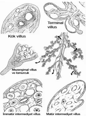 Şekil 2. Matür plasental ağacın uç kısımları ve çeşitli villus tiplerinin enine kesit çizimi (2)