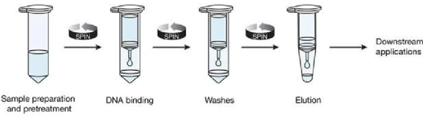 Şekil 8: PureLink™ spin column-bazlı pürifikasyon metodu. 