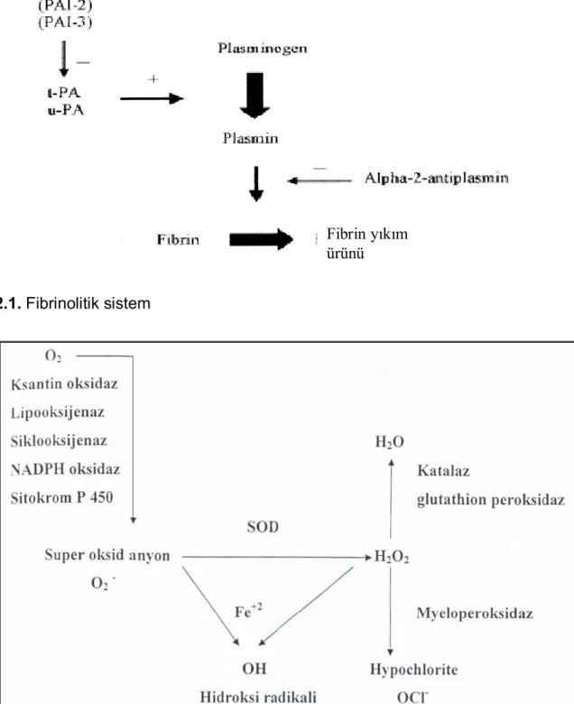 Şekil 2.1. Fibrinolitik sistem 