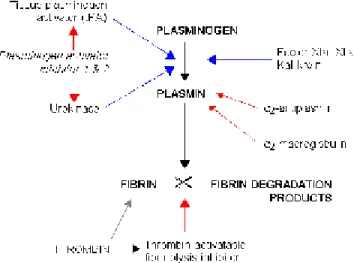 Şekil  3.  Fibrinolitik  sistem.  tPA,  doku  plazminojen  aktivatörü,  ürokinaz  tipi  plazminojen  aktivatörü;, 