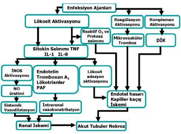 Şekil 4. Sepsiste akut renal yetersizliğine yol açan mekanizmalar (43). 