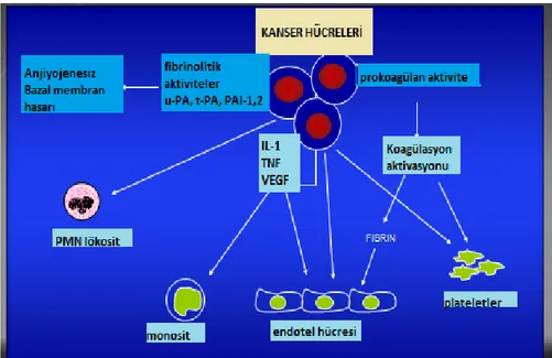 Şekil 3: Kanser hücre,  prokoagülan ve sitokinler.  