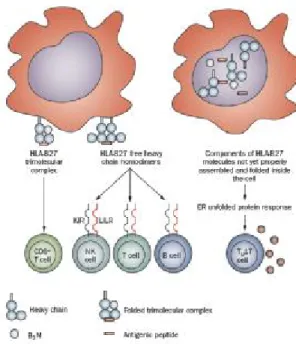 Şekil  2.  HLA-B27  molekülünün  spondiloartrit  patogenezinde  olası  rolüne  ait  mekanistik  yaklaşım (29)