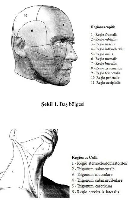 ġekil 1. BaĢ bölgesi 