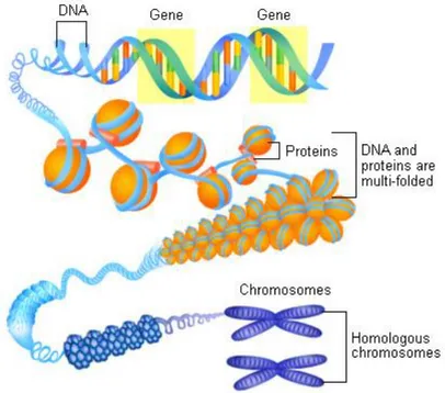 Şekil 2. Kromozomun yapısı (11) 