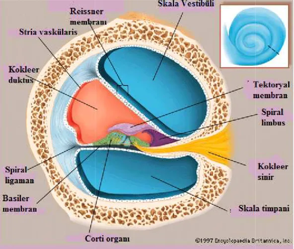 Şekil 3: Koklea kesiti