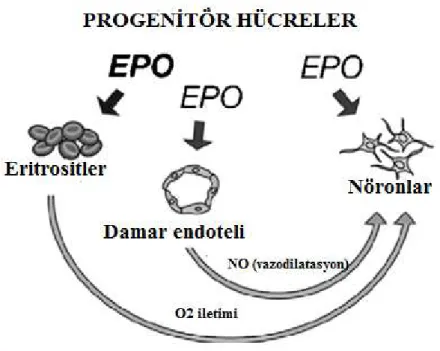 Şekil 9. Nöral hücrede EPO- EPO reseptörlerine bağlanarak değişik sinyal yollarını aktive 