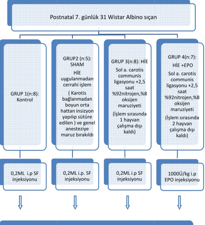 Tablo 3. Çalışma metodu  Postnatal GRUP 1(n:8):  Kontrol      0,2ML  i.p SF  injeksiyonu