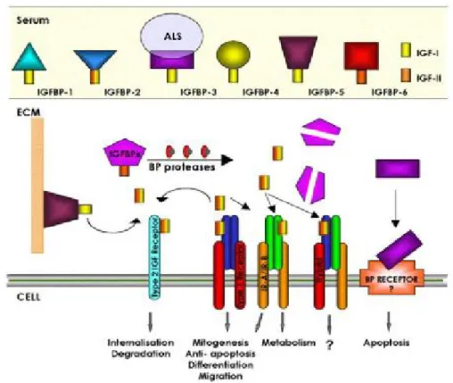 Şekil 1.2 Cheryl A.Conover.Insulin like growth factor-binding proteins and bone metabolism