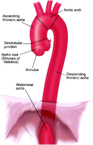 Şekil 1: Torasik Aort Anatomisi  2.2.1. TORASİK AORT ANEVRİZMALARI: 