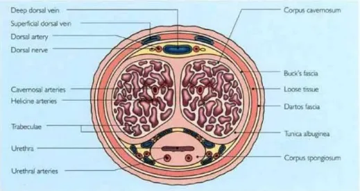 Şekil 1: Penisi oluşturan anatomik yapılar (Tom F.Lue. A Review of Erectile  Dysfunction derlemesinden alıntı yapılmıştır)