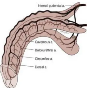 Şekil 2: Penisin arteryel yapısı (Campbell Urology; tenth edition) 