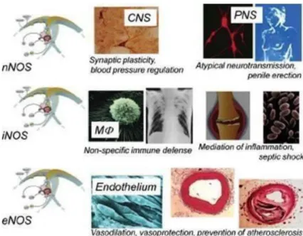 Şekil 7: Farklı NOS izoformlarının önemli fonksiyonları, Forstermann at all, European  Heart Journal (2011) 