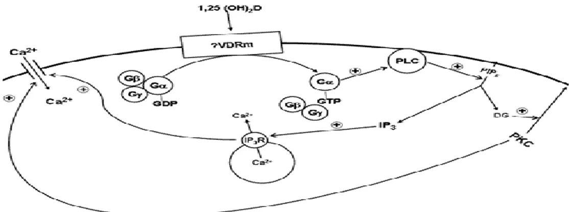 Şekil 11Membranöz  VDRm’in ekstragenomik etkileri 8 6