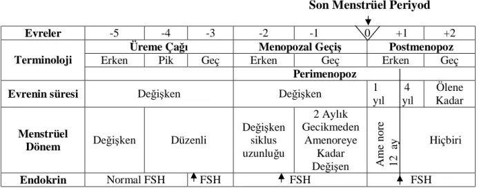 Tablo 2. Üreme yaşlanmasının evreleri 