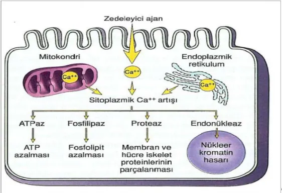 Şekil 1: Hücre zedelenmesinde sitoplazmik kalsiyum artışının sebepleri ve sonuçları (31)