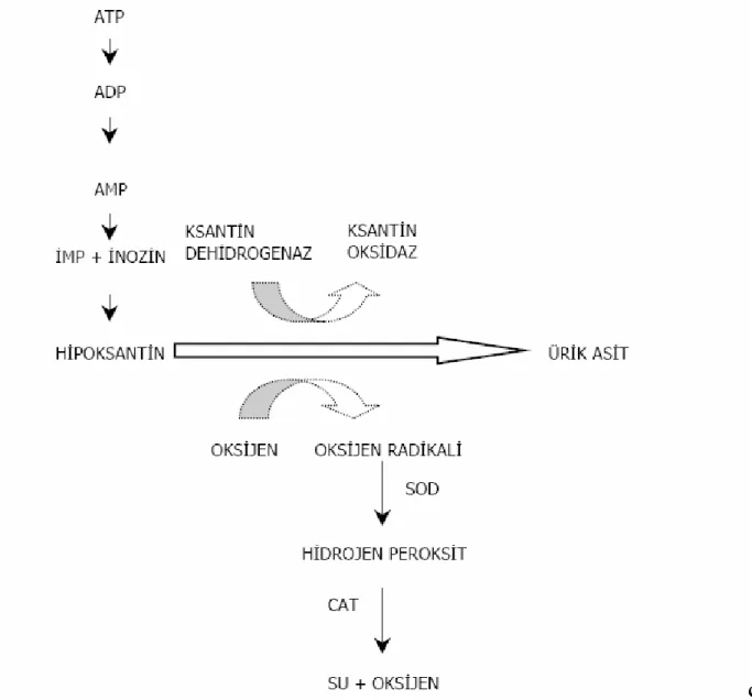 Şekil  2:  İskemide  pürin  metabolizmasının  gelişimi  ve  ksantin  dehidrogenazın  ksantin 
