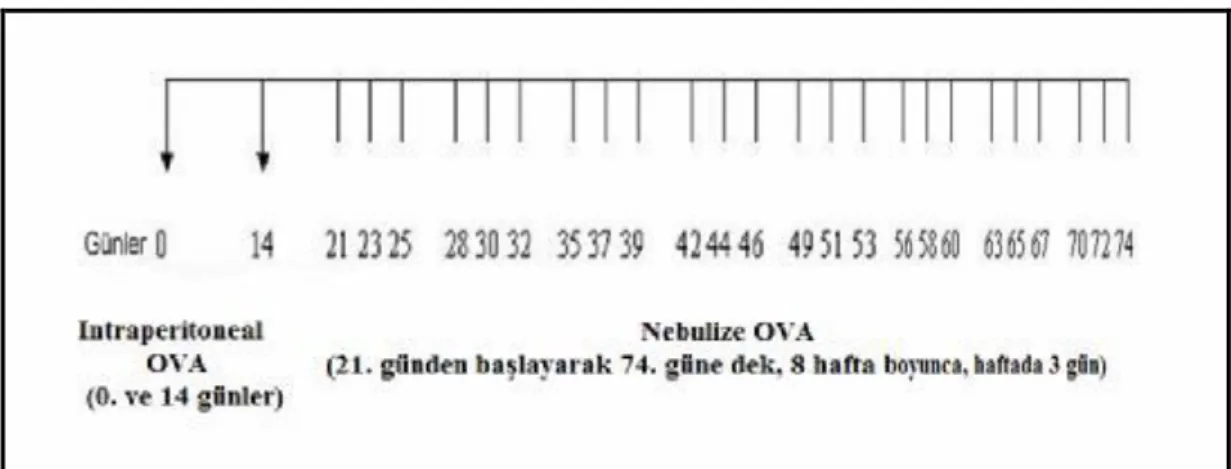 Şekil 3. Kronik astım modeli oluşturma protokolü 