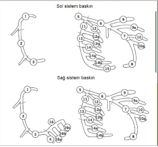 Şekil 4: Koroner arter segmentleri 