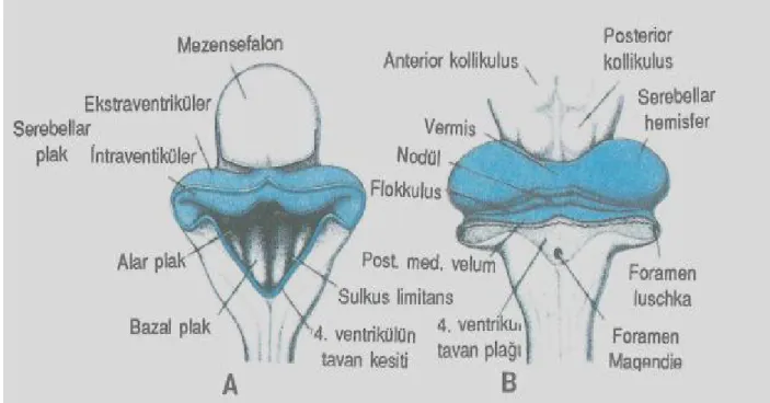 Şekil 4: A. 8 haftalık embriyoda mezensefalon ve rombonsefalonun arkadan görünümü, B.4  aylık embriyonun benzer görünümü (4)