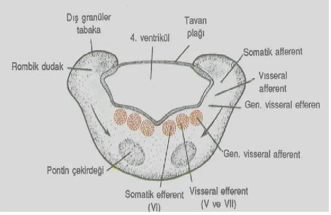 Şekil 5:Metensefalonun kaudal kısmından geçen transvers kesiti gösteren şematik çizim (4)