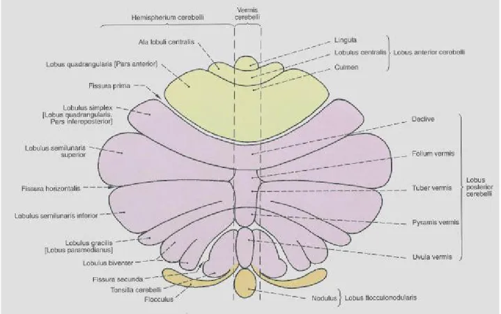 Şekil 7: Cerebellum; korteksin açılmış şekli (11). 