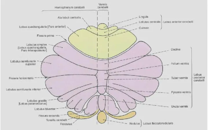 Şekil 7: Cerebellum; korteksin açılmış şekli (11). 