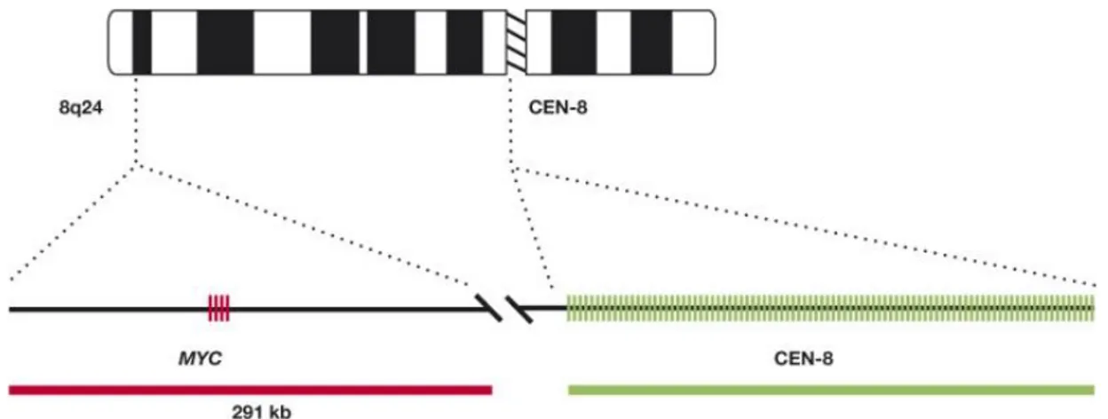 ġekil 2: Myc/Cen-8 FISH DNA Prob-miks (Dako, Y5504) ġematik görünümü (54).  