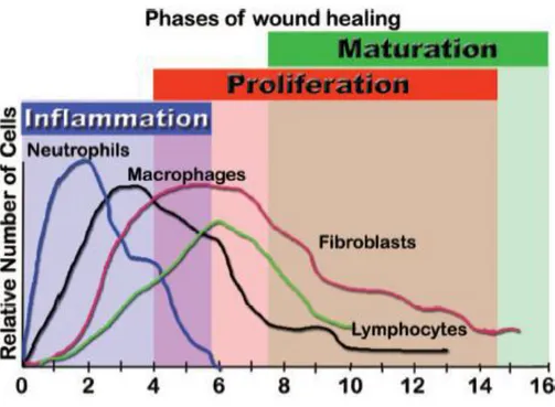 Grafik 1 :  Yara iyileşmesinin fazları  