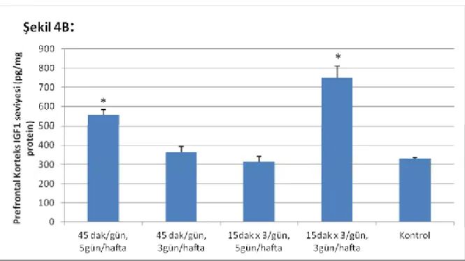 Şekil 4B: Tüm grupların prefrontal korteks IGF-1 seviyeleri (pg/mg protein) 