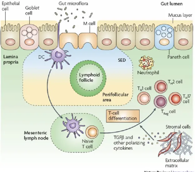 Şekil  1.  İntestinal  immün  sistemin  temel  yapısı  (JudyHC.  The  genetics  and  immunopathogenesis of inflammatory bowel disease