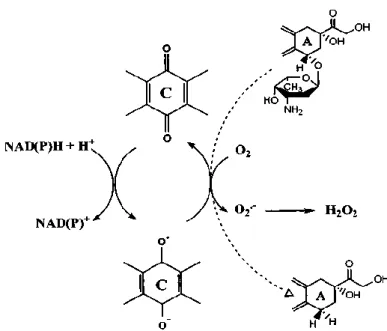 Şekil 2. Doksorubisin’in indirgenme rekasiyonları ve reaktif oksijen radikallerinin 