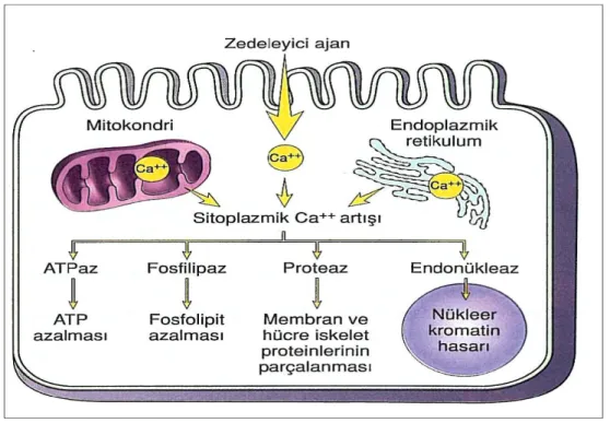 Şekil 2. Hücre zedelenmesinde sitoplazmik kalsiyum artışının sebepleri ve sonuçları (27) 