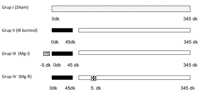 Şekil 5: Deney protokolünün şematik görünümü. 