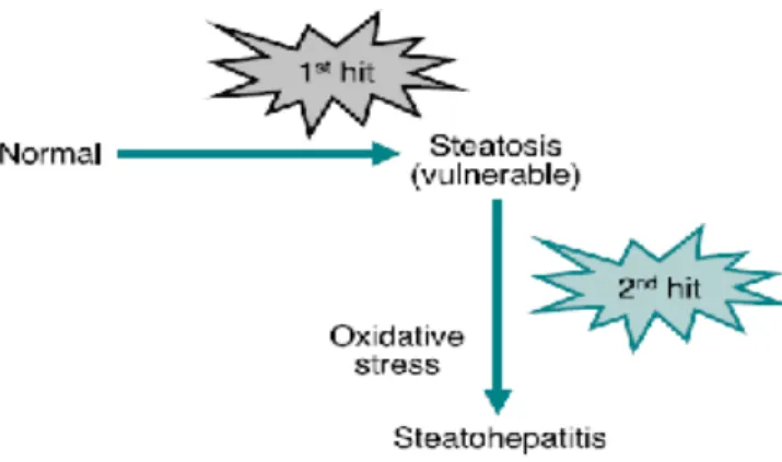 Şekil 1: Non- alkolik steatohepatit patogenezinde çift vuru teorisi   