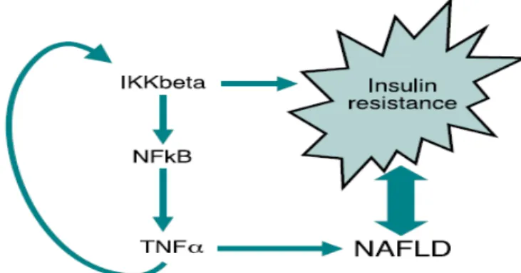 Şekil 2: Non alkolik yağlı karaciğer hastalığında TNF-α’nın rolü 
