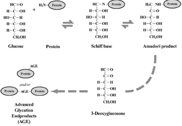 Şekil 5:  Protein glikasyonu sonucunda AGE oluşumu (39) 